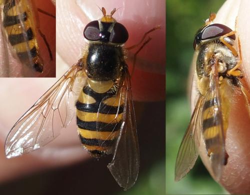 Réf. 233 906 : Epistrophe nitidicollis